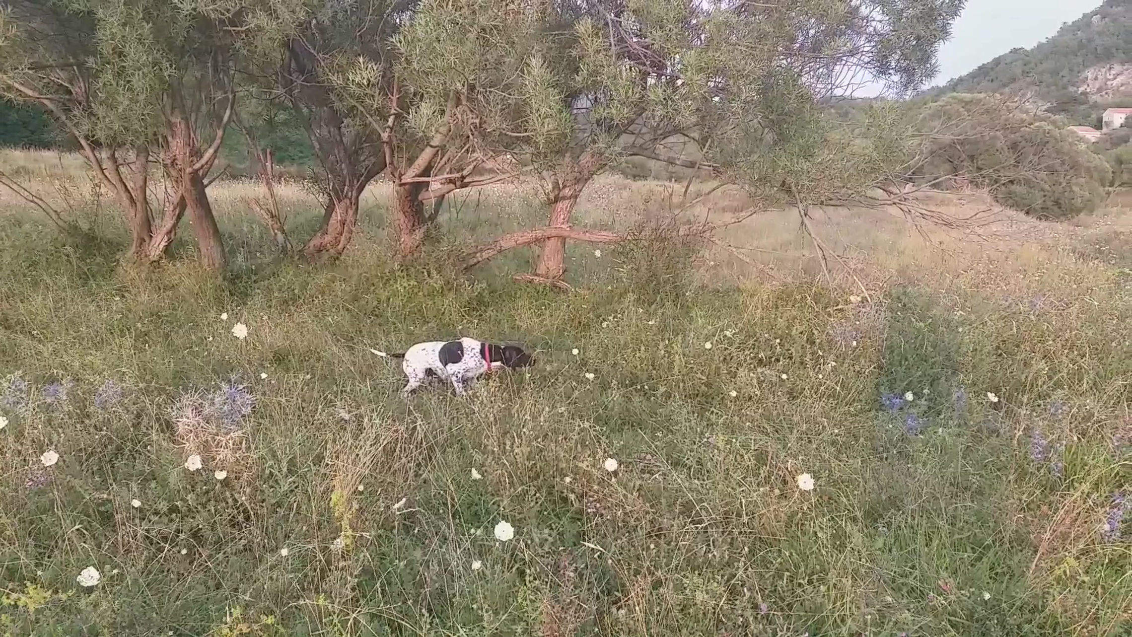 Poenteri